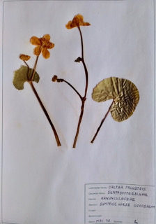 Blick auf eine Seite des Herbariums